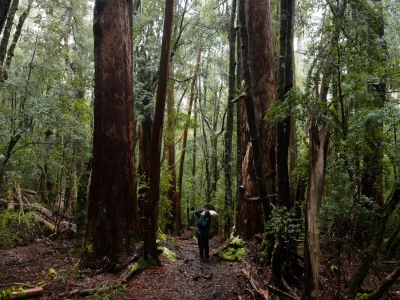 World-Expeditions-The-Overland-Track-2024-Matt-Horspool-171-4239089-1600px